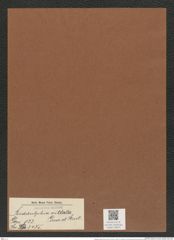Biddulphia vittata Grove et Sturt. (de-Toni-Nr.: Genus 123, Species 3475) Zeichnungen Sammlung Grunow Mappe 03675 (Herbarium_W_Grunow_drawings_Folder_03675)
